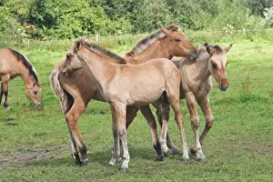 Henson: Henson / Somme Horse