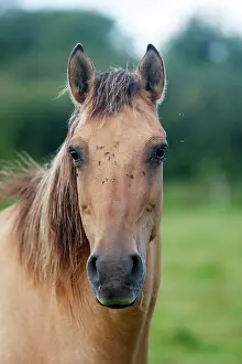 Henson: Henson / Somme Horse