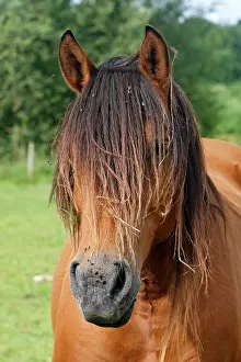 Henson: Henson / Somme Horse - in field