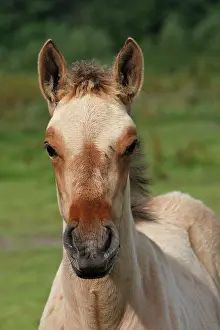 Henson: Henson / Somme Horse - foal in field