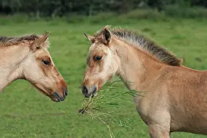 Henson: Henson / Somme Horse - foal in field
