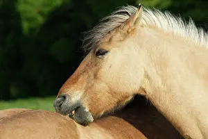 Henson: Henson's horse