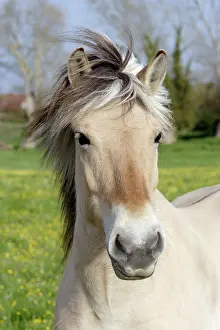 Henson: Henson's horse