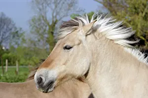 Henson: Henson's horse