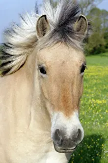 Pricked: Henson's horse
