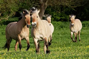 Henson: Henson's horse - Cross x Fjord