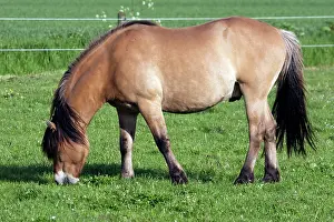 Henson: Henson's horse - grazing