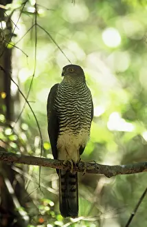 Goshawks: Henst's GOSHAWK