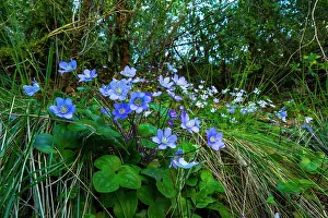 Hepatica: HEP aTICA (Hepatica nobilis), Foz de Arbay n, Salazar