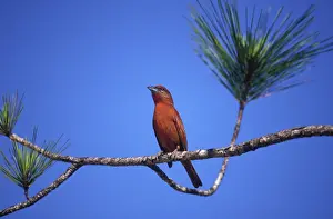 Flava: Hepatic Tanager