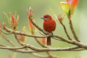 Piranga: Hepatic Tanager - male