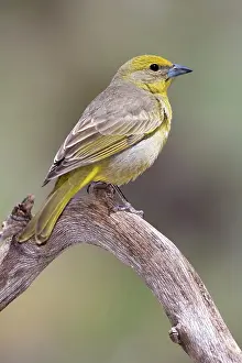 Flava: Hepatic Tanager (Piranga flava) female