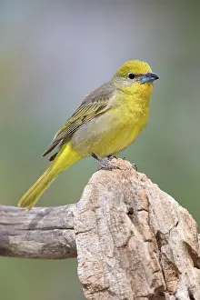 Flava: Hepatic Tanager (Piranga flava) female