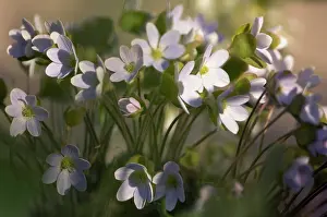 Hepatica: Hepatica