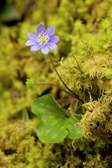 Hepatica: Hepatica - in flower in mossy woodland
