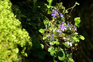 Hepatica: Hepatica - growing in a niche of a moss-covered rock
