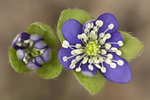 Hemisphere: Hepatica, Hepatica nobilis, Purple subject