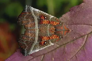 Erebidae: Herald Moth