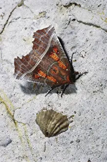 Hibernating: Herald Moth and Fossil