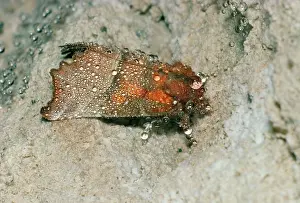 Hibernating: Herald Moth - hibernating in cave, covered in condensation