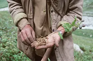 Root: HERB COLLECTOR - with Roots of Patis (Aconitum