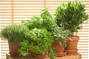 Basil: Herb - being grown in pots, Thyme, Basil, Parsley