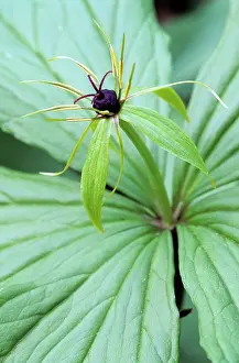 Quadrifolia: Herb-Paris