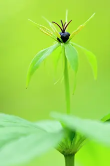 Hallerbos: Herb Paris