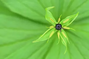 Hallerbos: Herb Paris