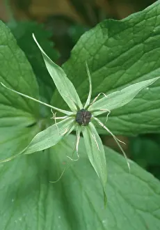Quadrifolia: Herb Paris - Flower close-up