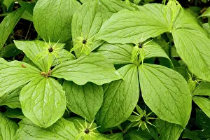Quadrifolia: Herb Paris - in flower, spring