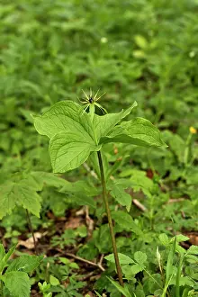 Fredskov: Herb Paris (Paris quadrifolia). Allindelille Fredskov
