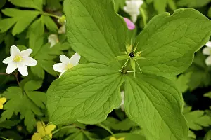 Lover: Herb Paris / True-lover's Knot
