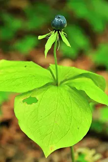 Lover: Herb Paris True Lover's Knot