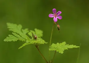 Robert: Herb Robert