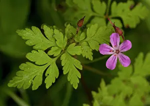 Robert: Herb Robert