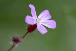 Robert: Herb Robert