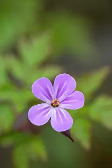 Grow: Herb Robert