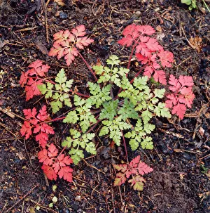 Robert: HERB Robert - in autumn