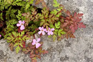 Robert: Herb Robert - growing in a crevice in limestone pavement