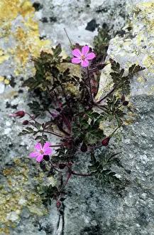 Robert: HERB ROBERT - growing through Limestone rock