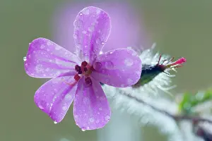 Robert: Herb Robert / Robert Geranium / Stinky Bob / Red