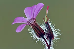 Robert: Herb Robert / Robert Geranium / Stinky Bob / Red