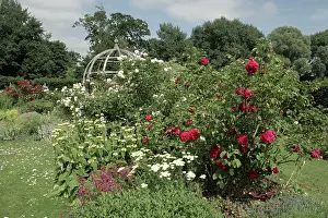 Paul Felix: Herbaceous Borders Waterperry Gardens, (the former