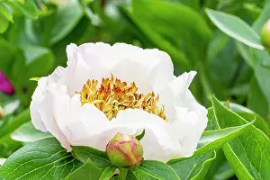 Whites: Herbaceous peony, Paeonia lactiflora Chalice, flower