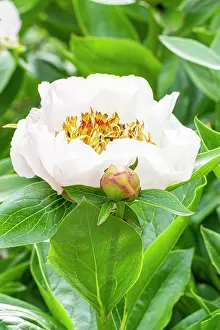 Whites: Herbaceous peony, Paeonia lactiflora Chalice, flower
