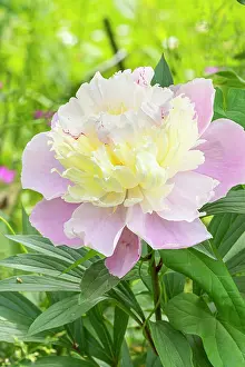 Cycle: Herbaceous peony, Paeonia lactiflora Jeanne d'Arc, flower
