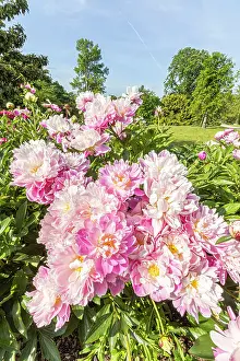 Cycle: Herbaceous peony, Paeonia lactiflora Monsieur Jules