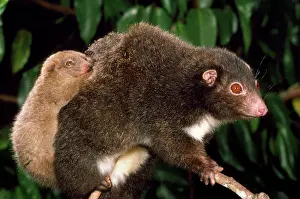 Ringtail: Herbert River Ringtail Possum - mother & young