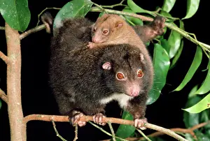 Ringtail: Herbert River Ringtail Possum - mother & young